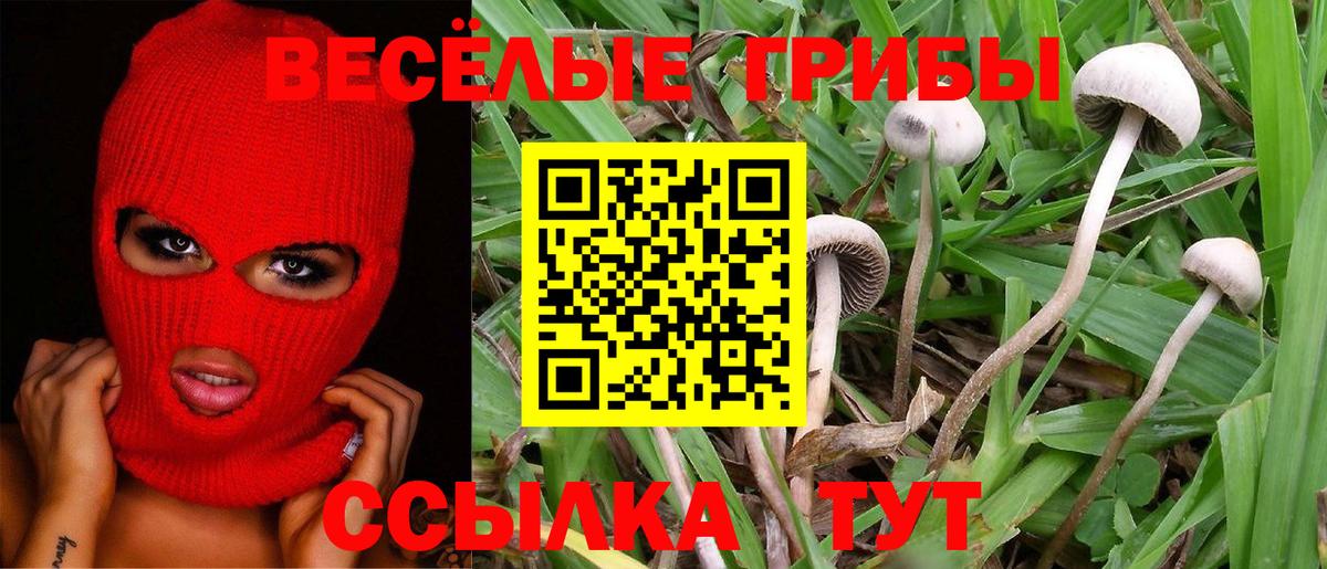 Псилоцибиновые грибы Psilocybe Топки